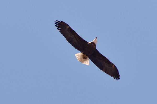 Eagle n Flight on the Illinois River