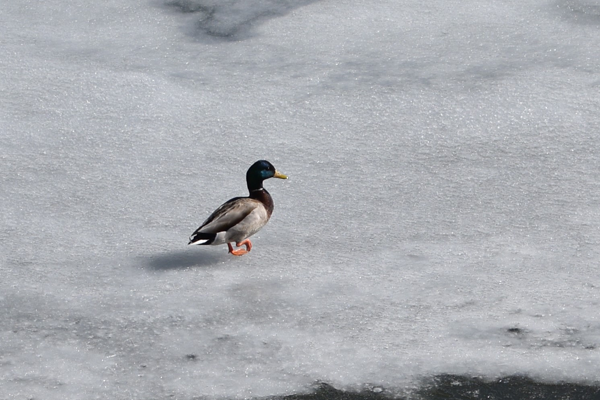 Small Duck Walking on Ice