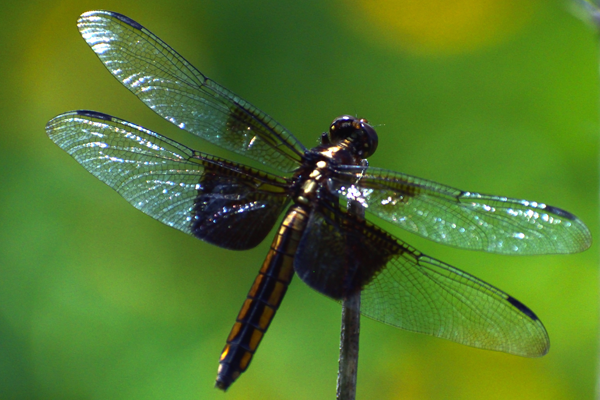 Dragonfly, DuPage County, Illinois