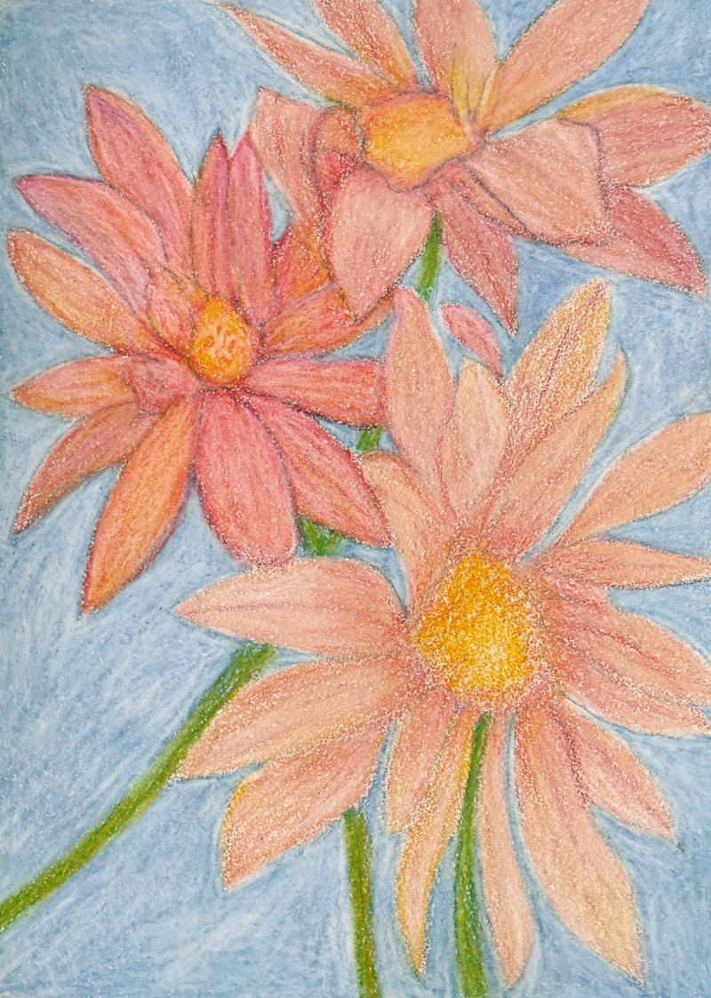 Color Pencil Drawing of Daisies
