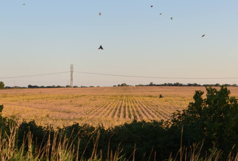 Field ready for harvest.